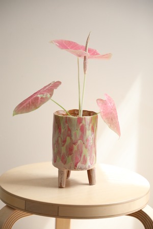 【S】カラジウム ピーチブロッサム フェアリー/Caladium