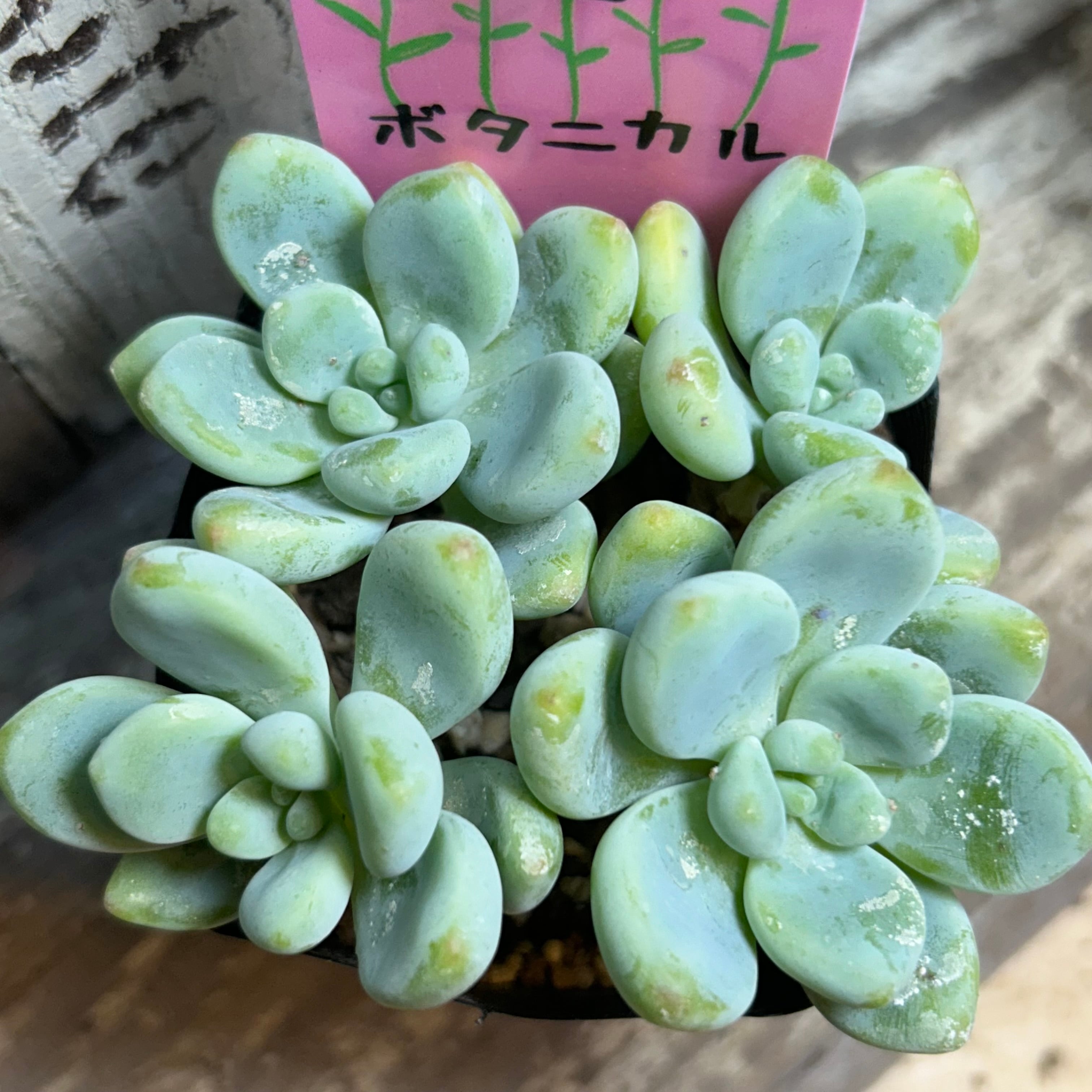 オーロラブルー | RuPo 多肉植物専門店