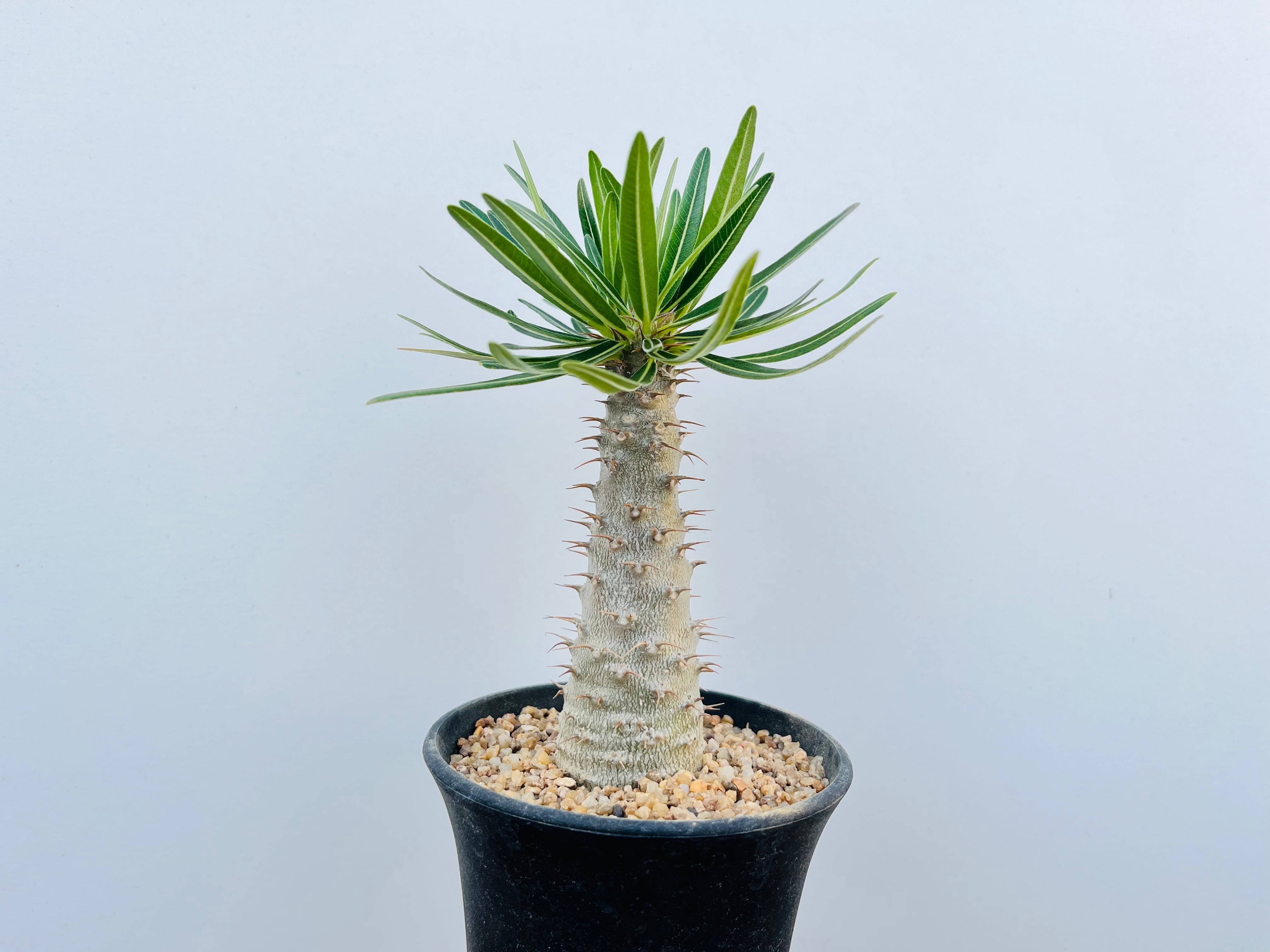 Pachypodium Gracilius　パキポディウム　グラキリス　多肉植物　塊根植物 | plants MARU ー  多肉植物・サボテン・園芸グッズのお店 ー powered by BASE