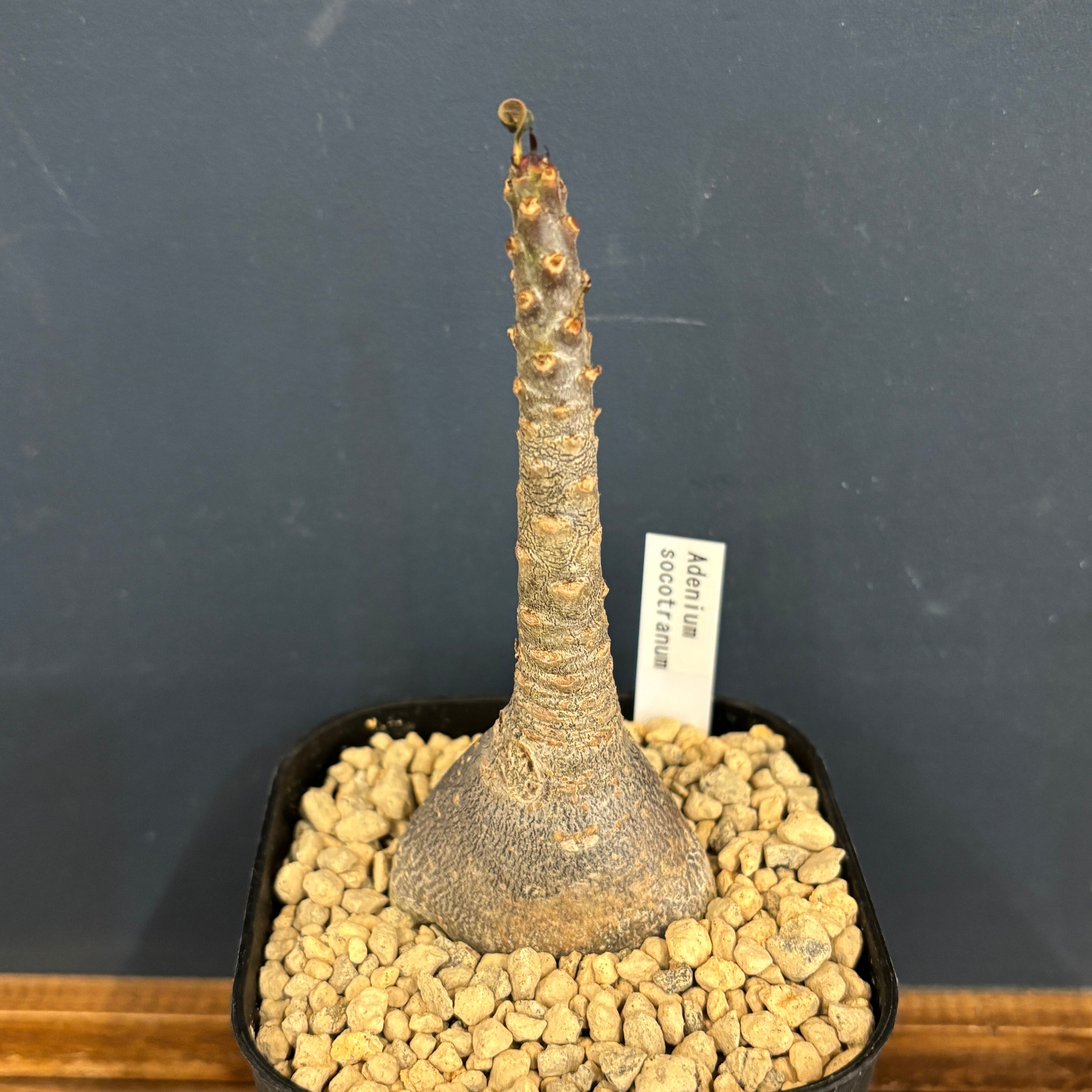 アデニウム ソコトラナム【297】