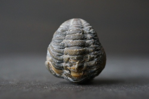 モロッコ産三葉虫化石エンロール(防御姿勢) Trilobite Phacops sp. 1166