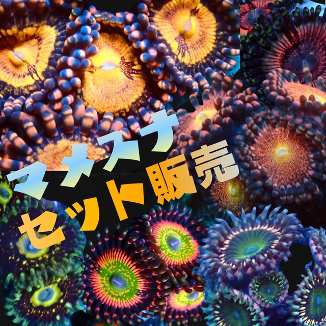 超お得!! マメスナセット