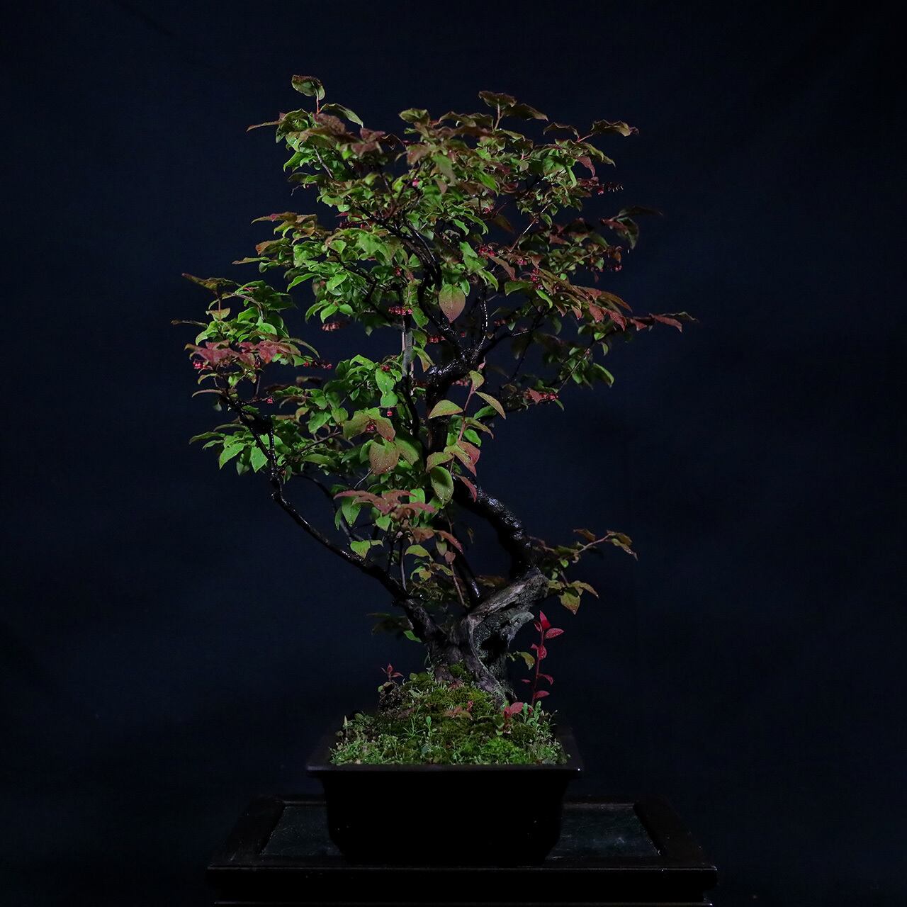 ナツハゼの中品盆栽 | Pay ID