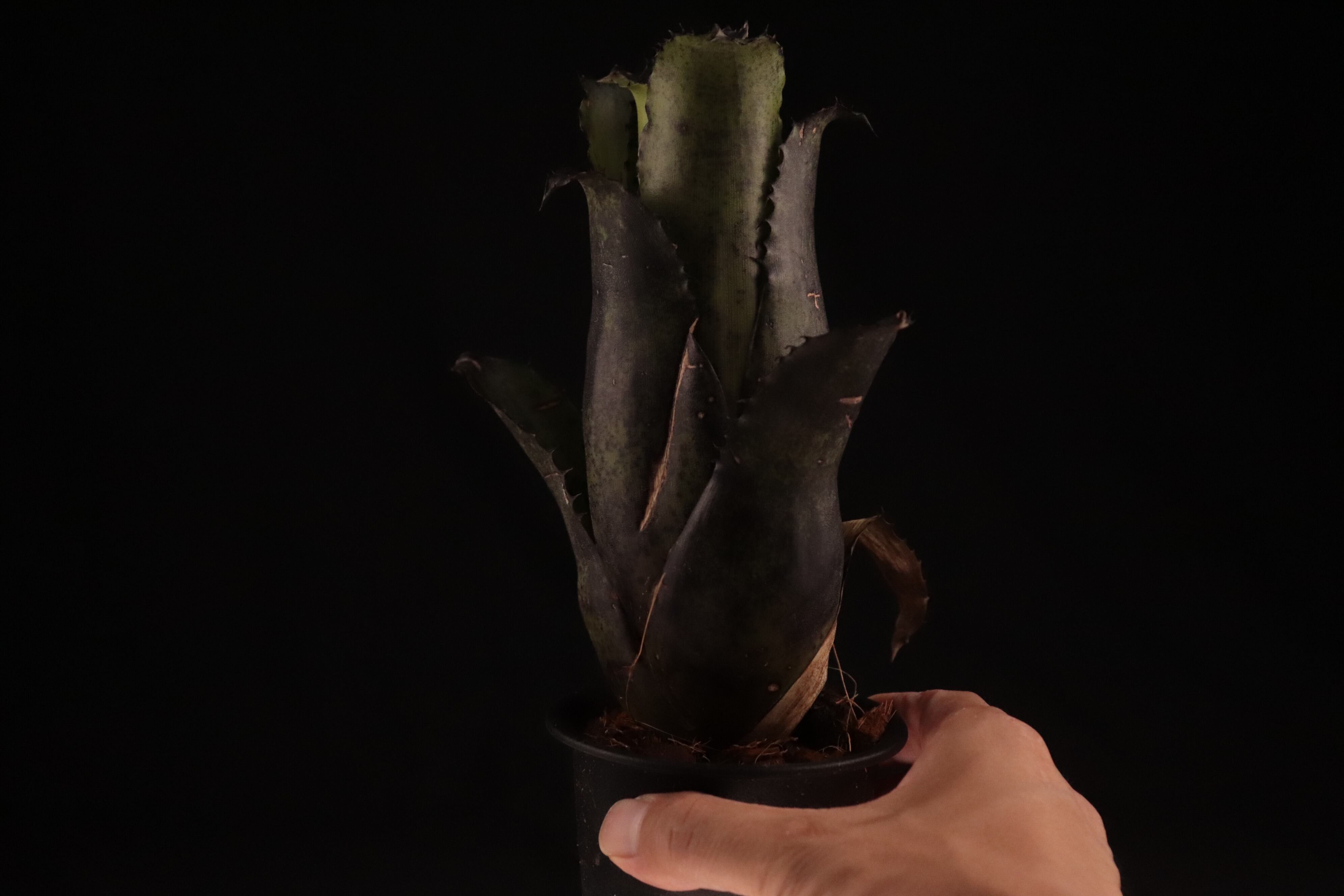 送料無料】Hohenbergia leopoldo-horstii (Special Spine