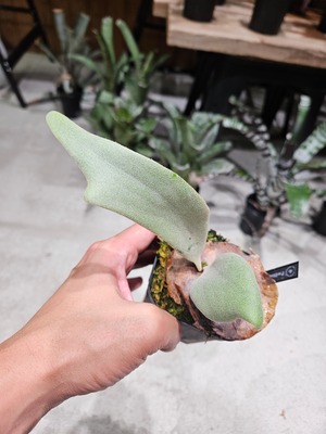 P.Willinckii Indonesia Sp#2 【artPLANTs/PLANTS GARAGE】ビカクシダ/Platycerium