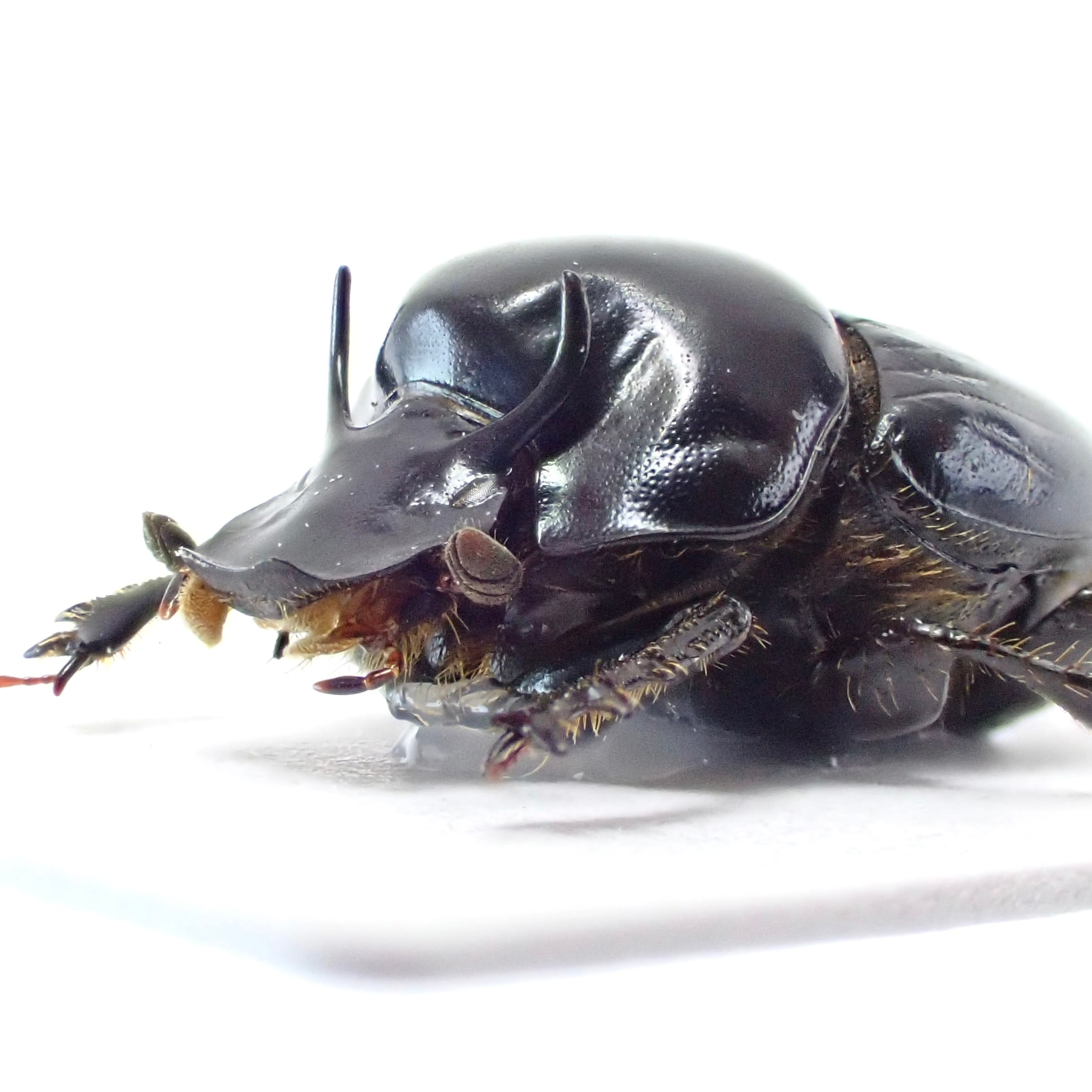 エンマコガネの仲間 | 昆虫標本 Diggers & Rollers