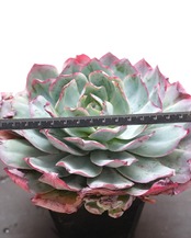 【巨大ッコ 2種セット】ブルーライト XL／メリディアン L