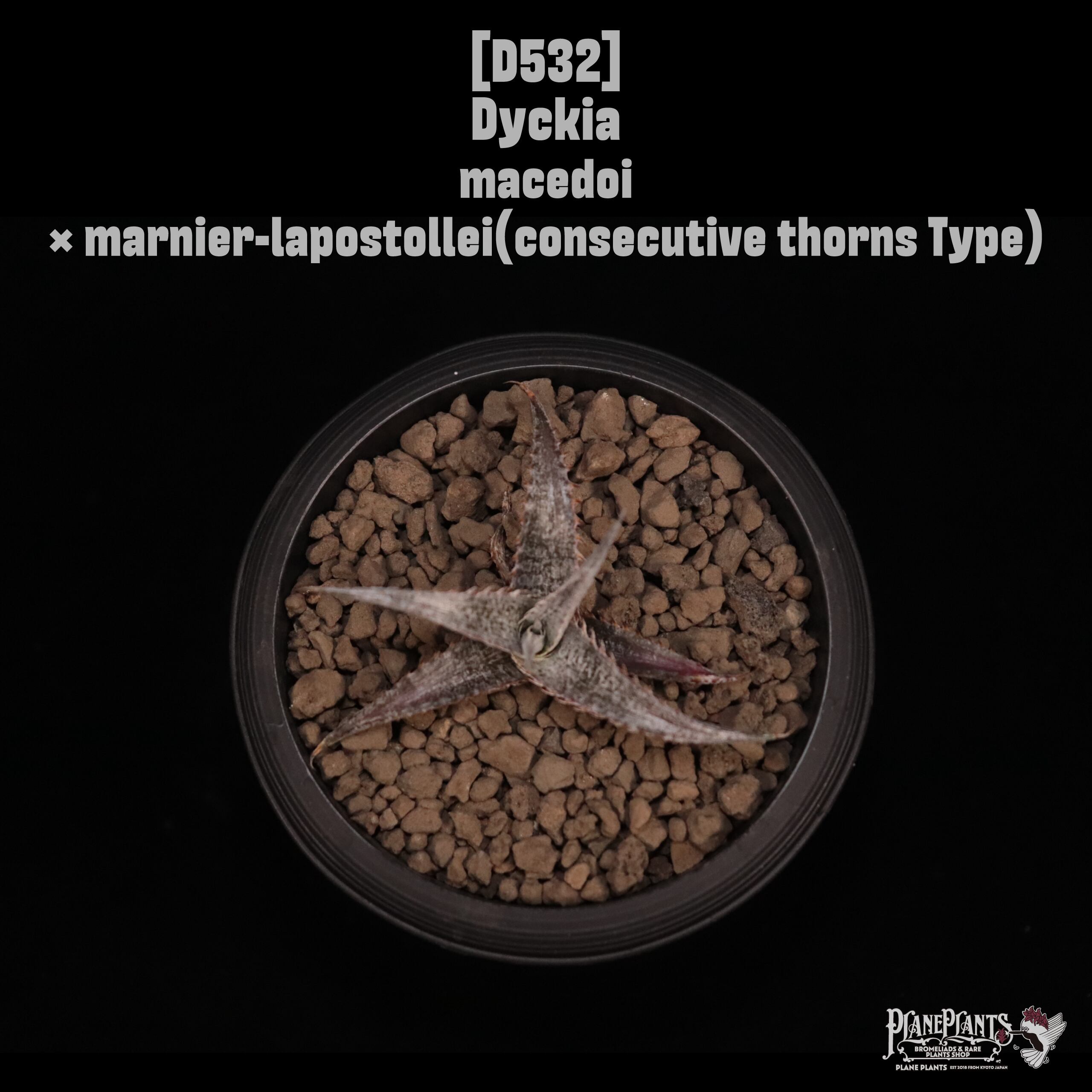 Dyckia | plane plants