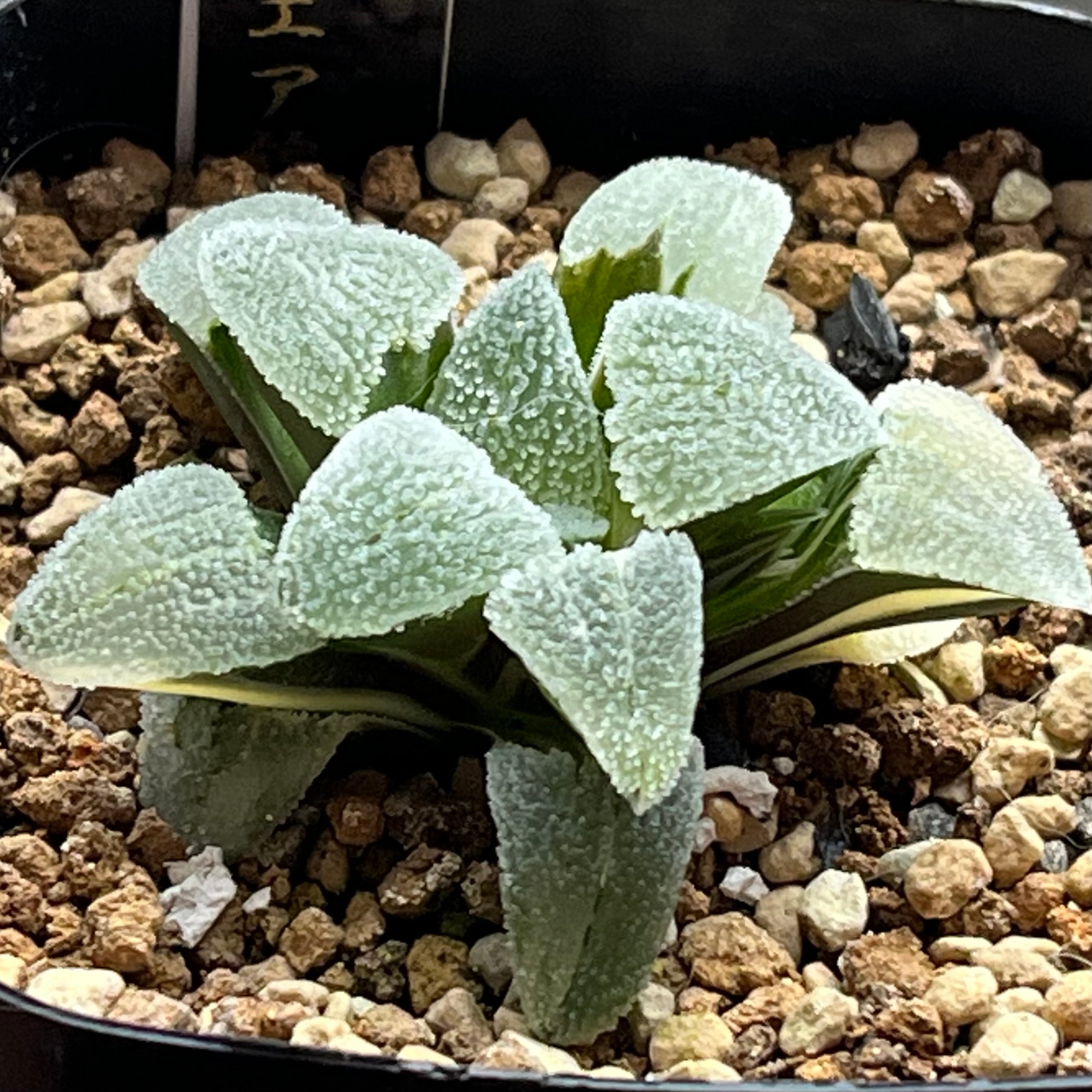 ハオルチア B型コンプトミュータント錦 | mocono_plants