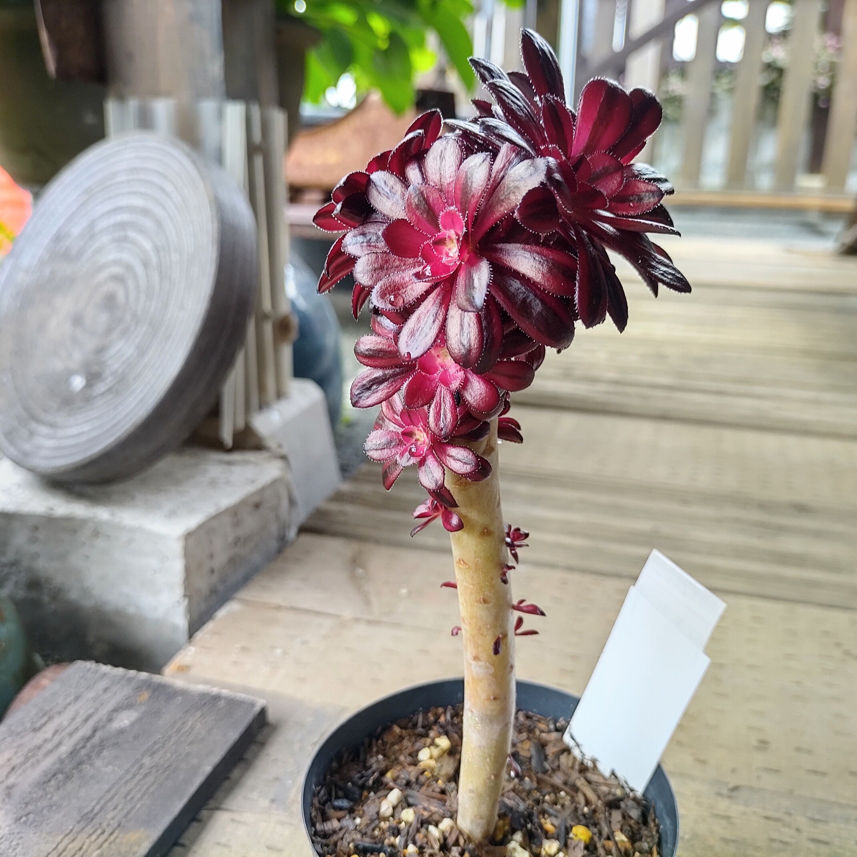 黒法師錦 | RuPo 多肉植物専門店