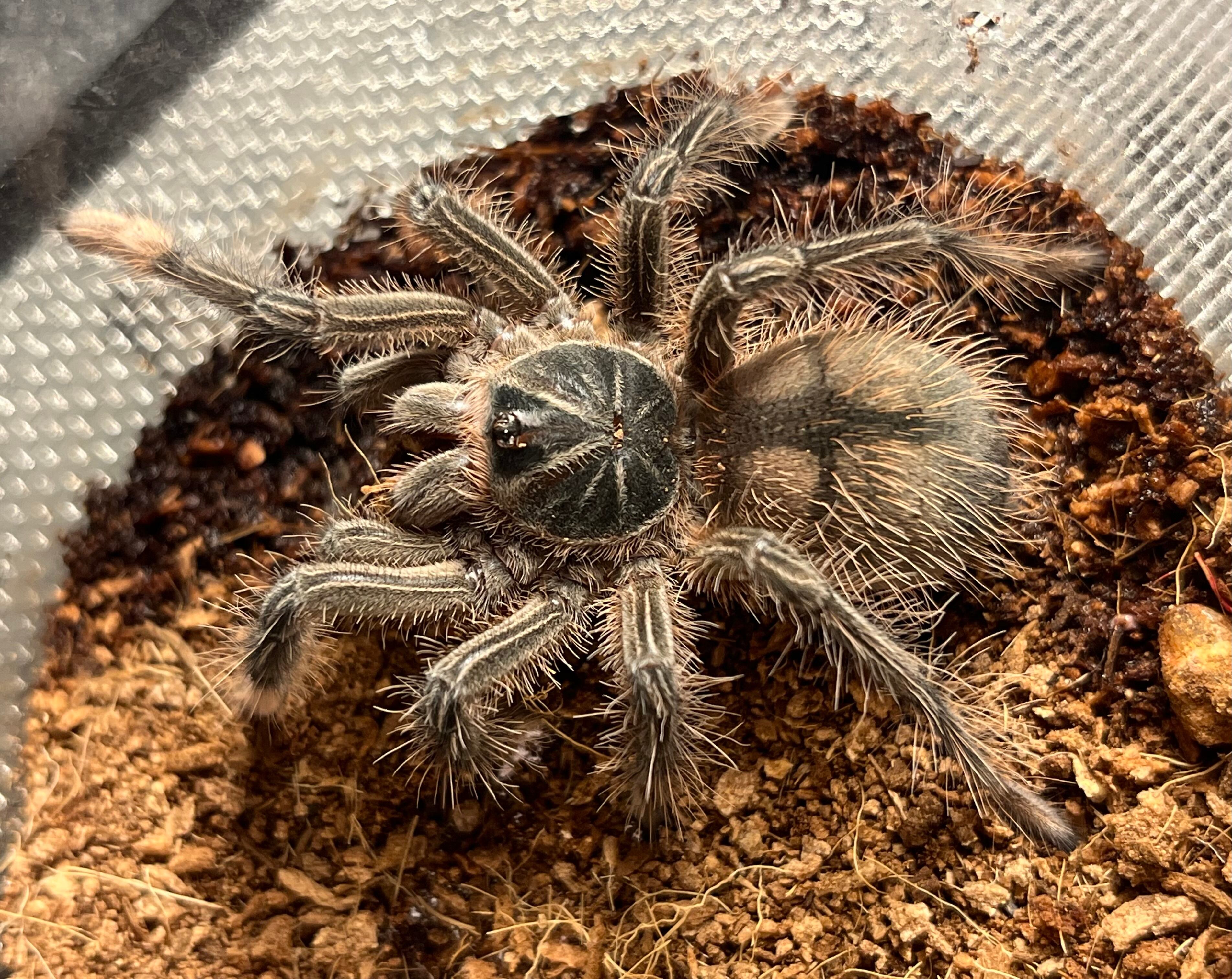 蜘蛛最大種】バーガンディーゴライアスバードイータータランチュラ