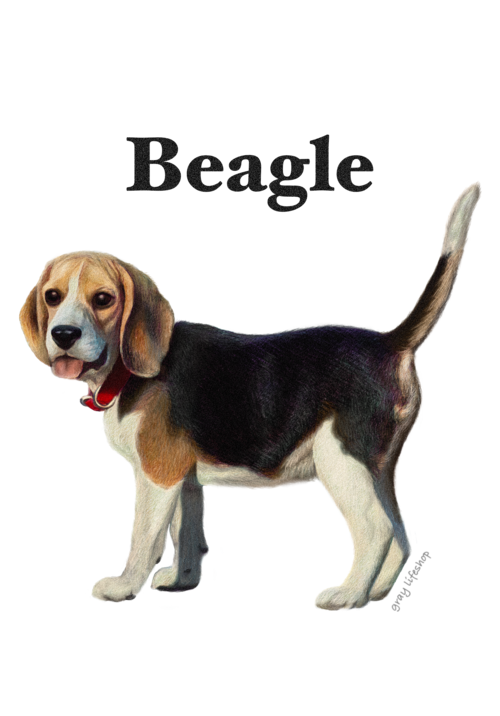 gray original Dog face &breed printed S/S TEE［Beagle(whole)］