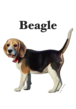gray original Dog face &breed printed S/S TEE［Beagle(whole)］