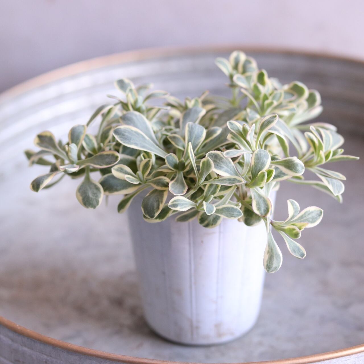 お花・リーフ | シャビーシックな寄せ植え・雑貨 モンディマンシェ