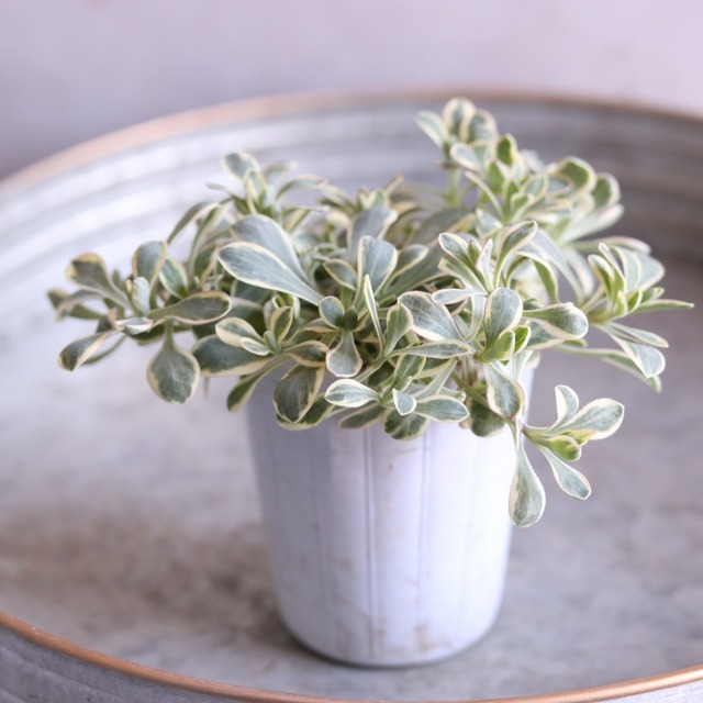 シレネユニフローラ　寄せ植えにオススメ　斑入りの葉　丈夫　白いお花　タレ横に広がる