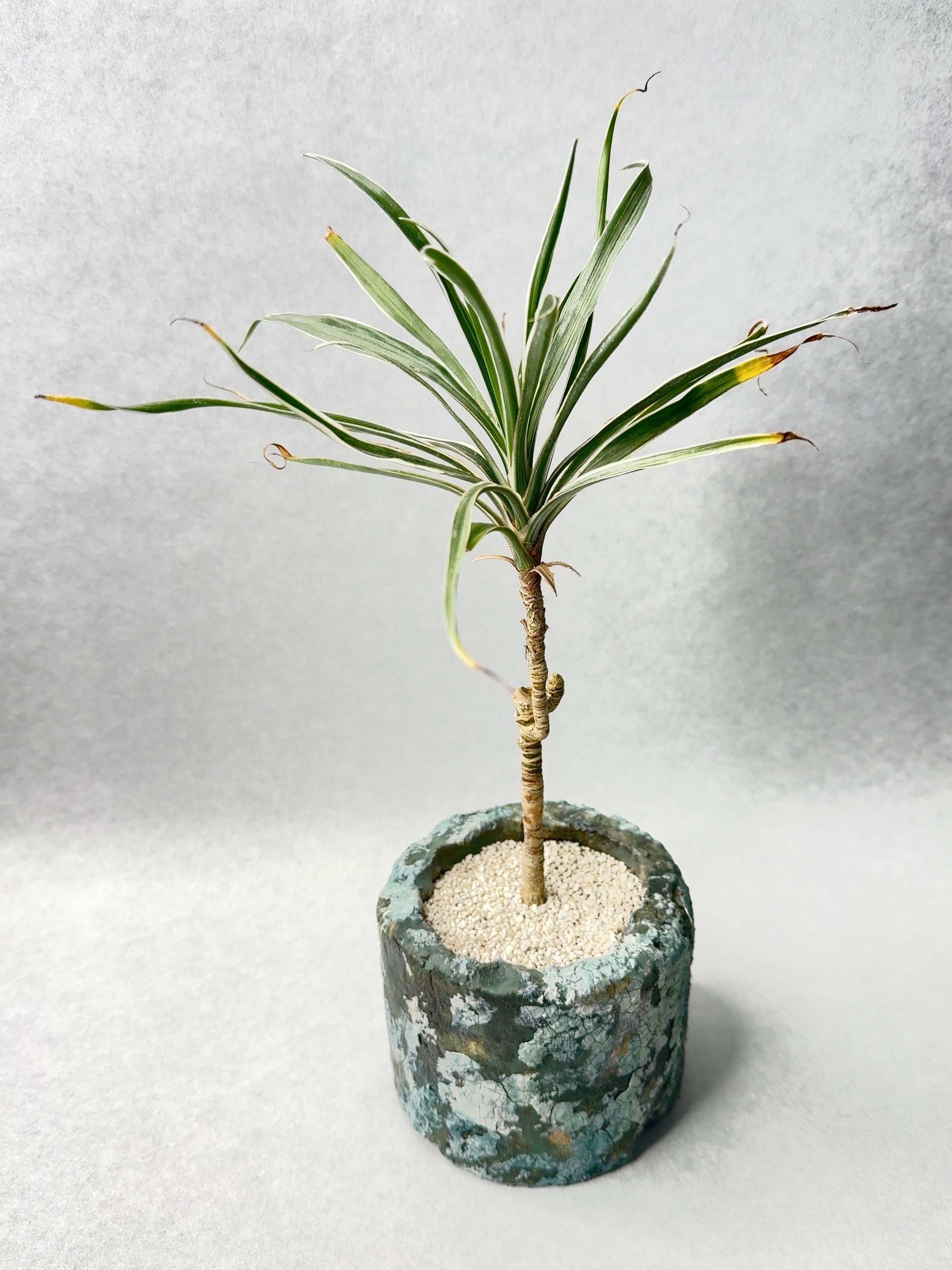 ドラセナ・キュンティ | trigger