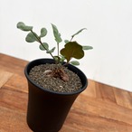 Pelargonium parvipetalum【ペラルゴニウム・パルビペタラム】