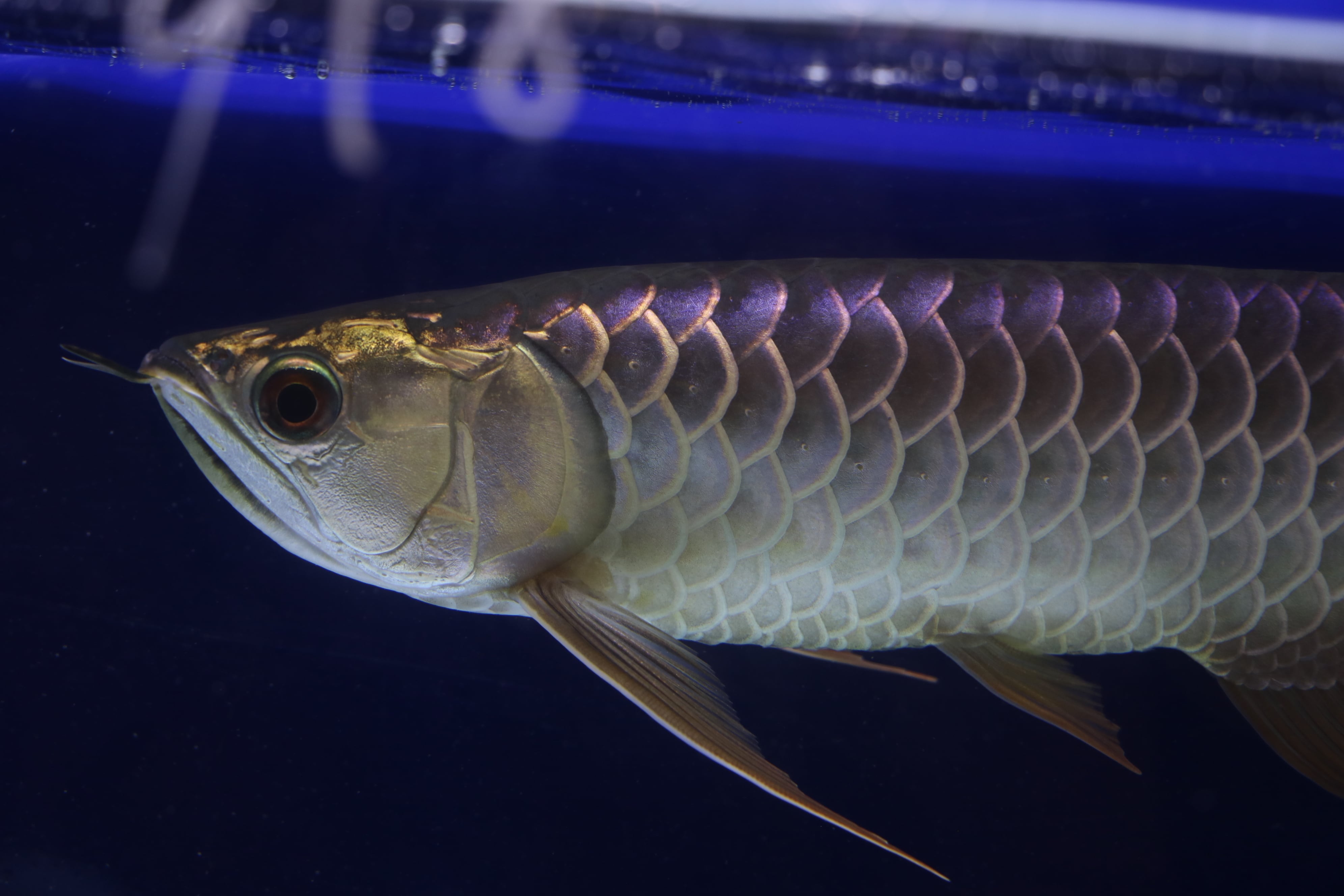 No.918 藍底過背金龍(プレミアム個体) ±33㎝ | アロワナ等の大型魚