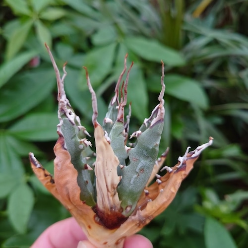 アガベ ユタエンシス ネバデンシス YN1 Agave uthaensis var. nevadensis