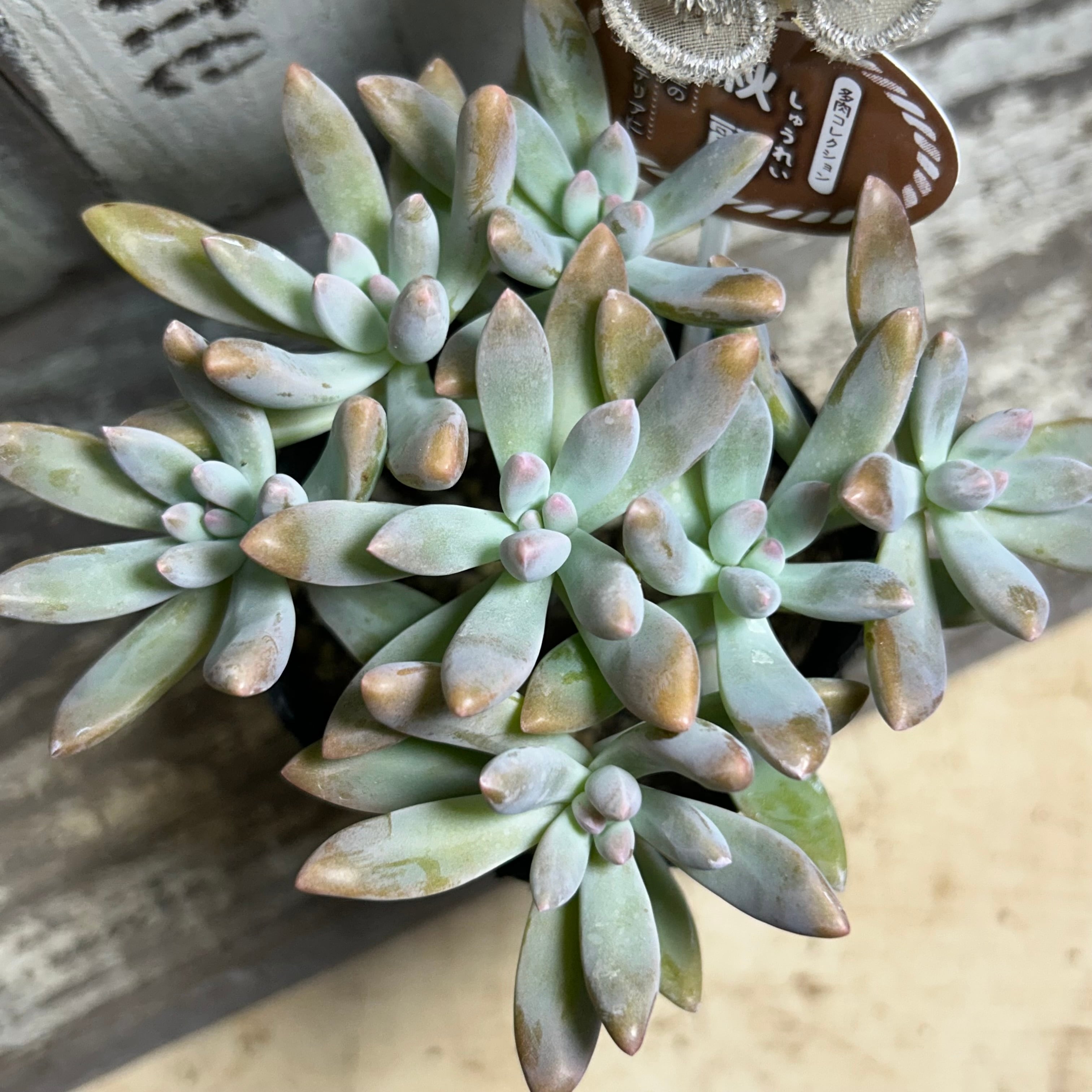 A)秋麗 | RuPo 多肉植物専門店