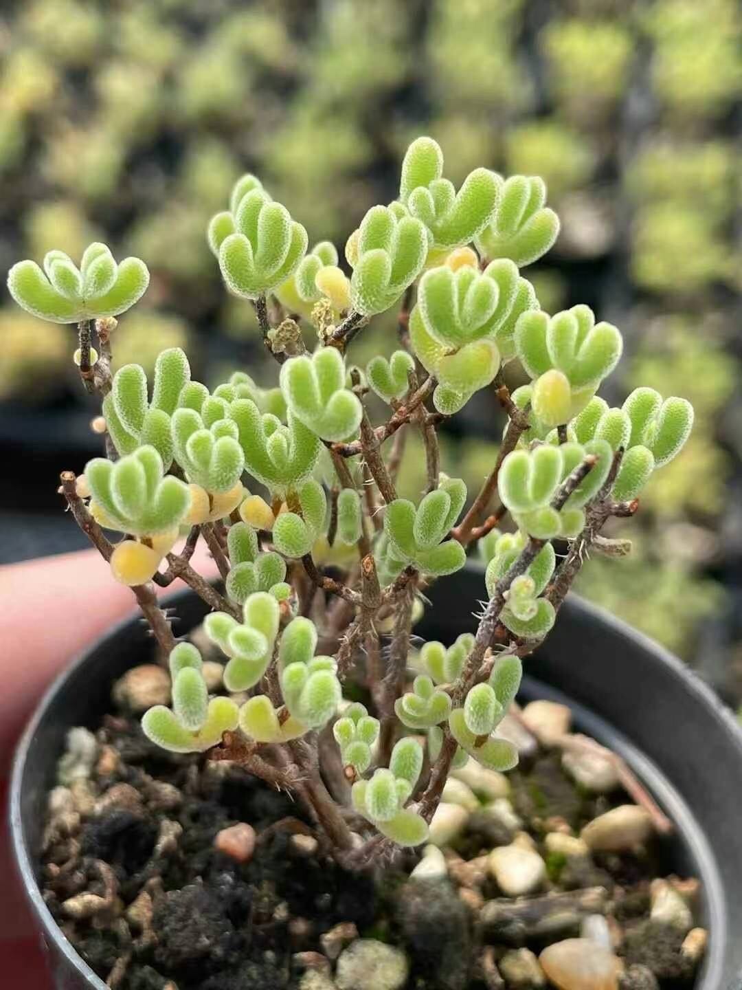 多肉植物 ルル 大苗 厳選 韓国苗 美苗 #628 | Pay ID 多肉植物 ルル 大苗 厳選 韓国苗 美苗 #628 | Pay ID