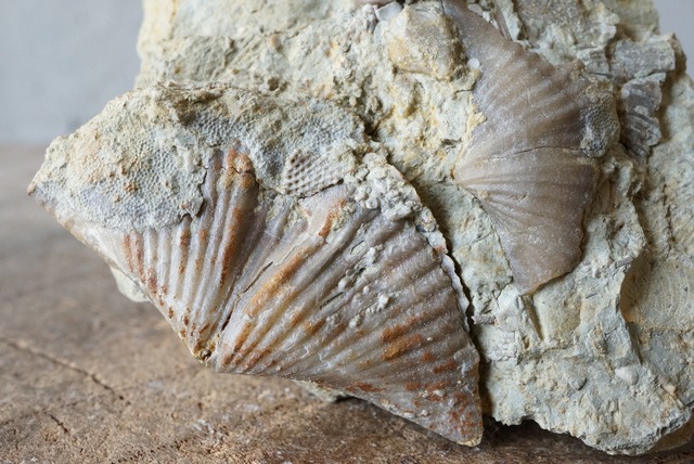 ウミツボミ / スピリフェリナ化石  Pentremites sp. / Spiriferina