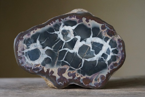 セプタリア Septaria 534