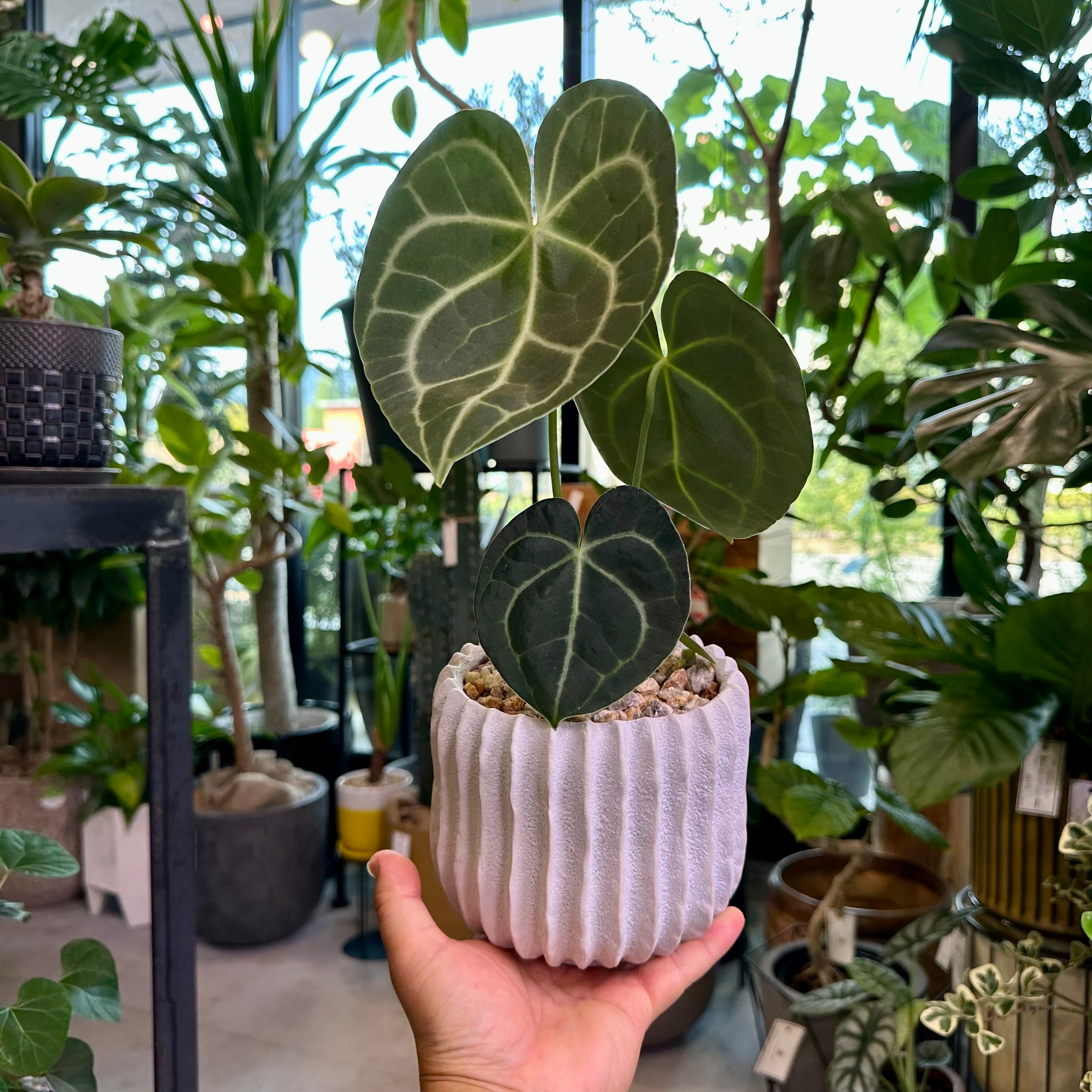 アンスリウム・クラリネルビウム | barrelplants_BONSAI