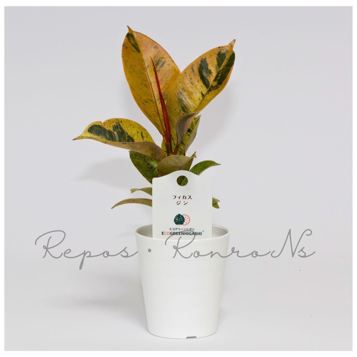 フィカス・エラスティカ・ジン(3号鉢)希少 観葉植物 ゴムの木 ギフト 贈り物 お祝い