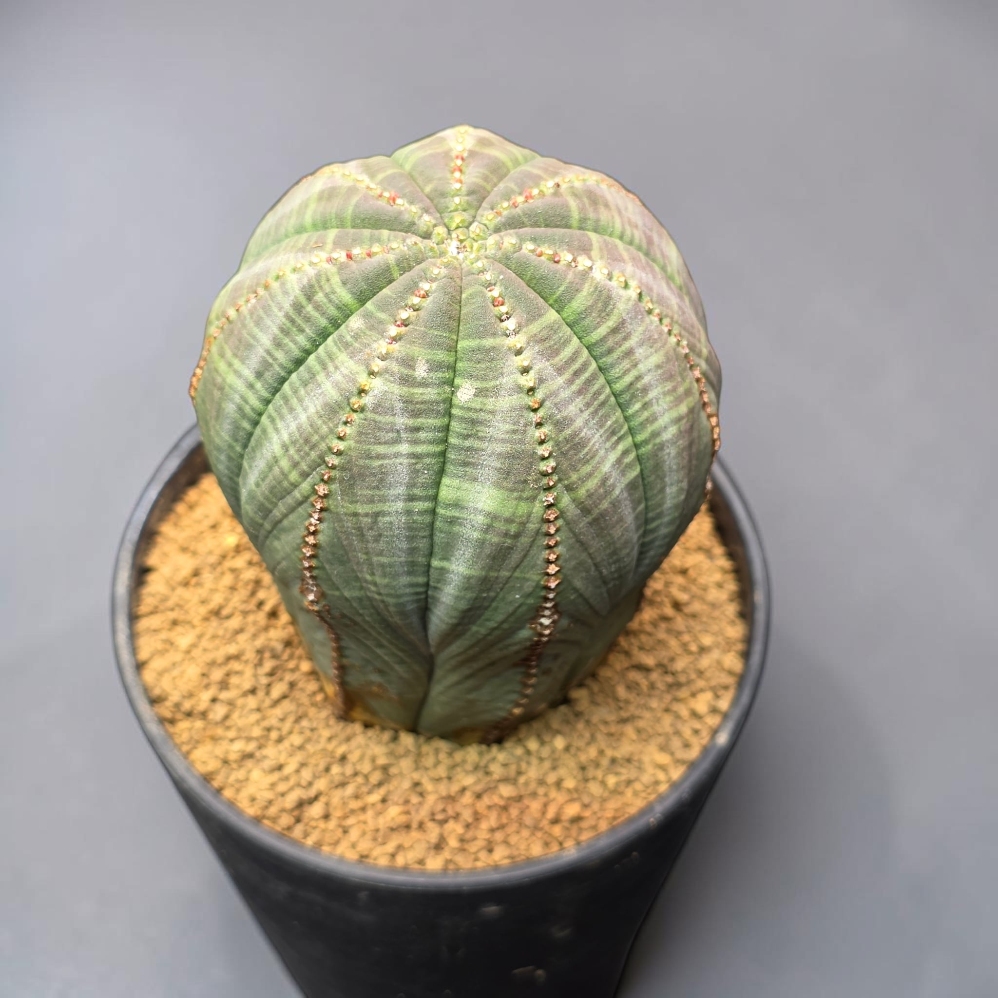 ユーフォルビア オベサ オールド (特大美株) / Euphorbia obesa