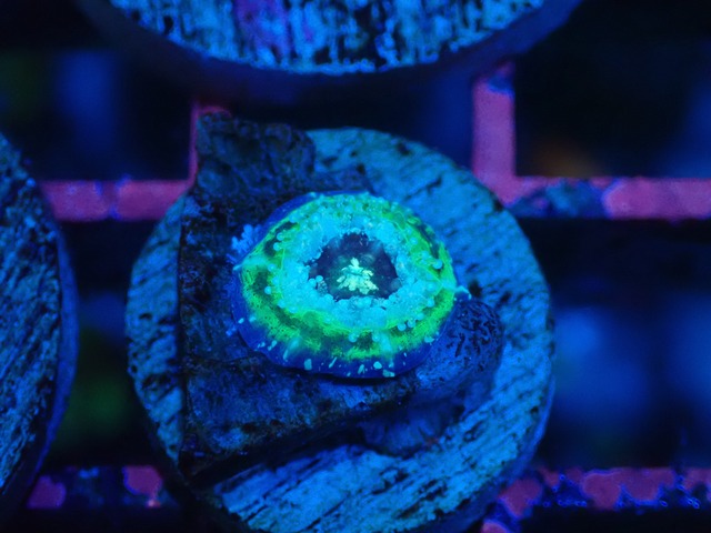 Scolymia Baby "UFO" 5