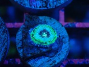 Scolymia Baby "UFO" 5