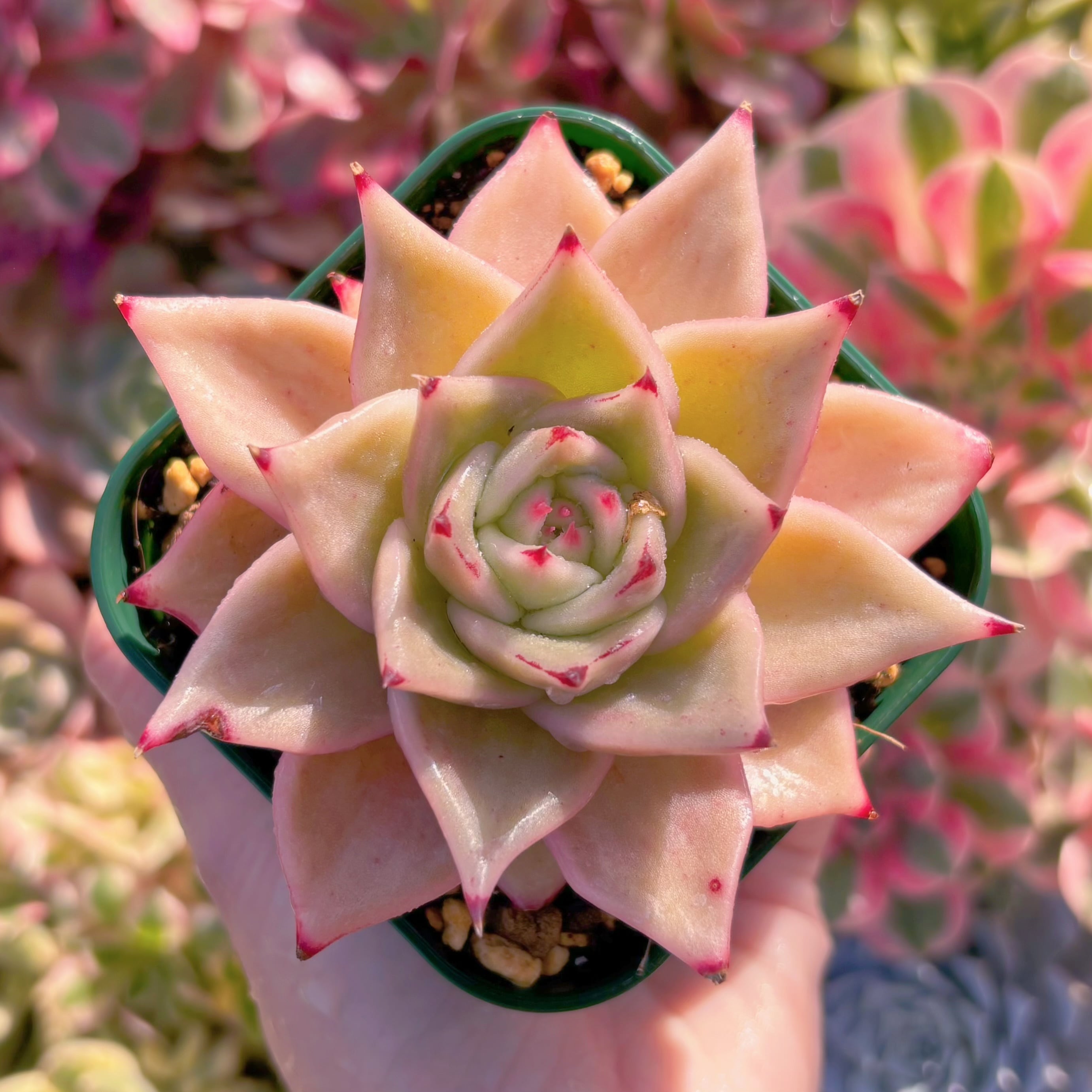 現品　ジェイドスター錦#B17　るる農園