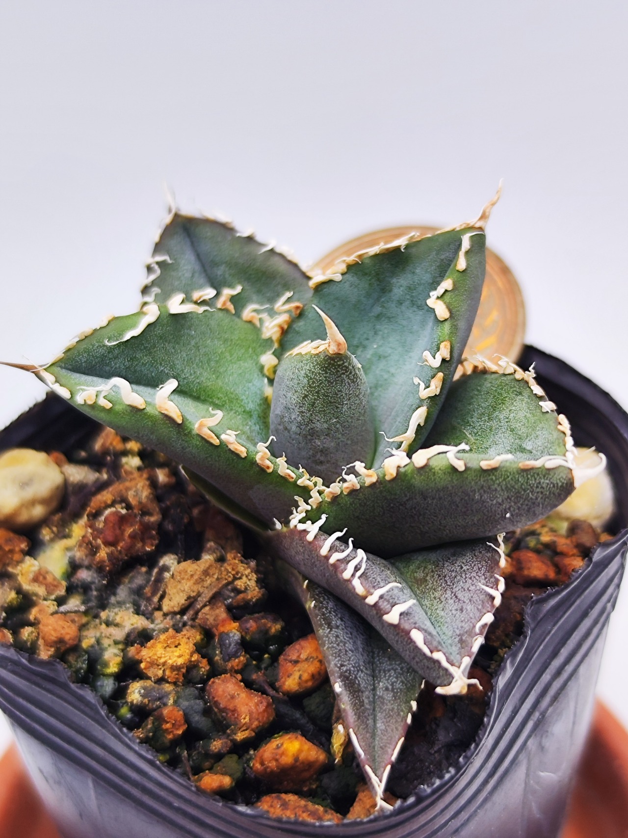 アガベ スーパーチタノタ 子株④ チタノタ オテロイ CACTUSGREEN 