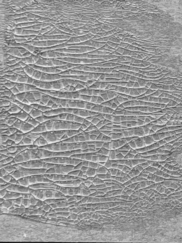 Tim Holtz　クラックルペースト（半透明）　Distress Crackle Paste Translucent TDA79651【Tim Holtz（ティムホルツ）-Ranger】[TH-28]