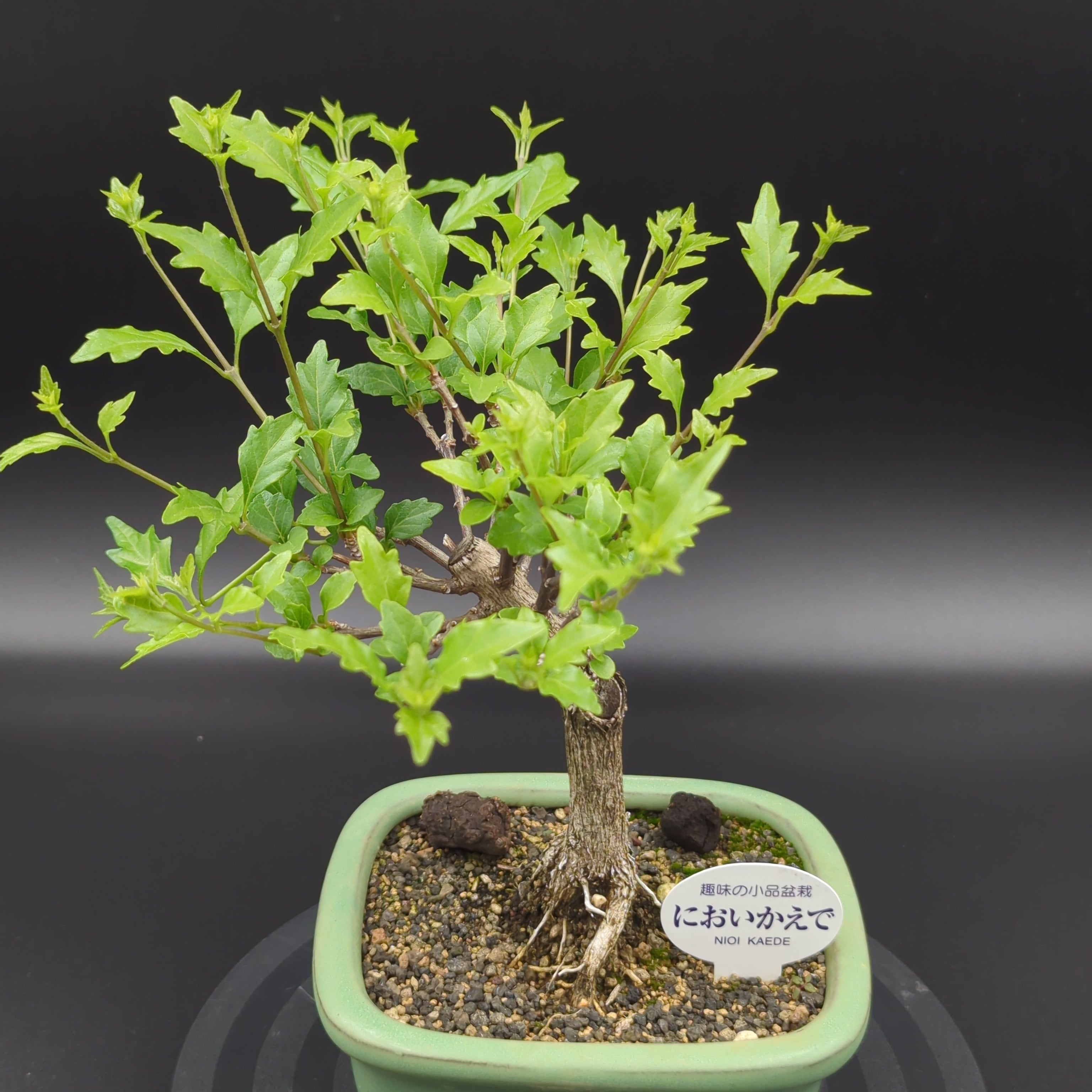 においかえで ミニ盆栽 陶器鉢 | BRIDGE GARDEN