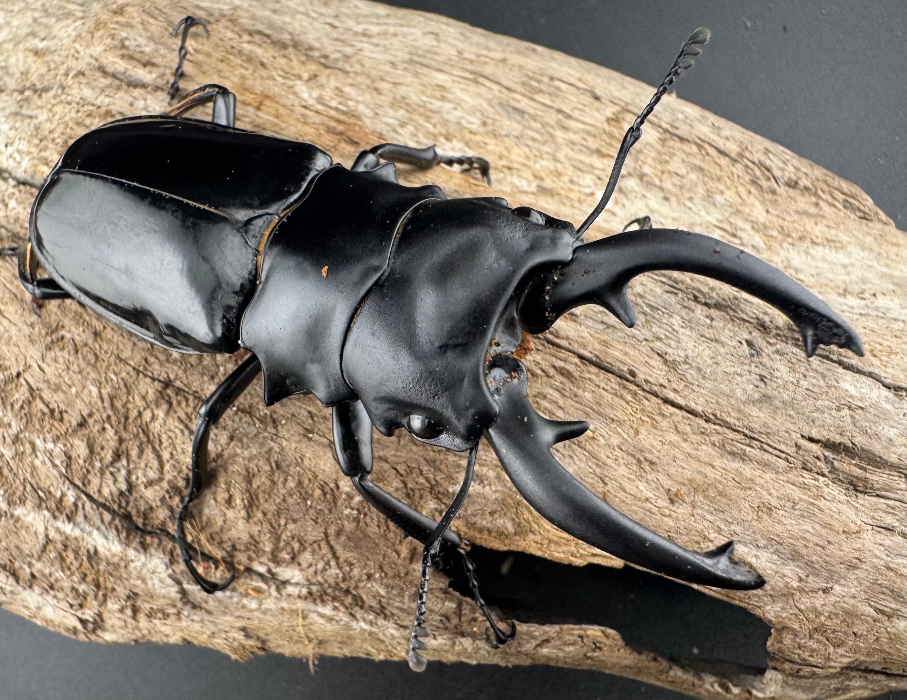 極上！ヒマラヤひらたけ菌糸ブロック【8個】初菌のみ使用！国産オオクワ85ミリ実績 極上！初菌で作成☆ヒマラヤひらたけ菌糸ブロック☆トレハロース