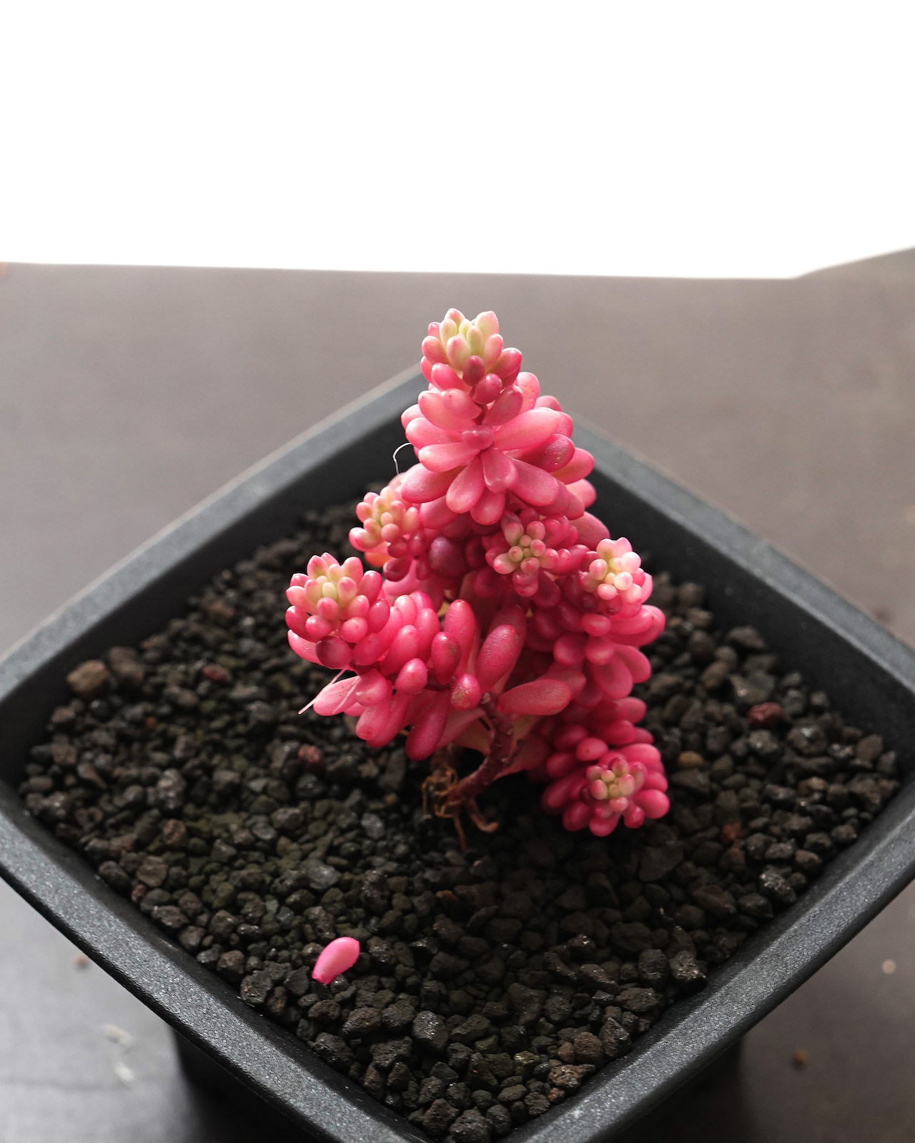発根済カット苗 レッドベリー錦 Sedum 'Red Berry' Variegated