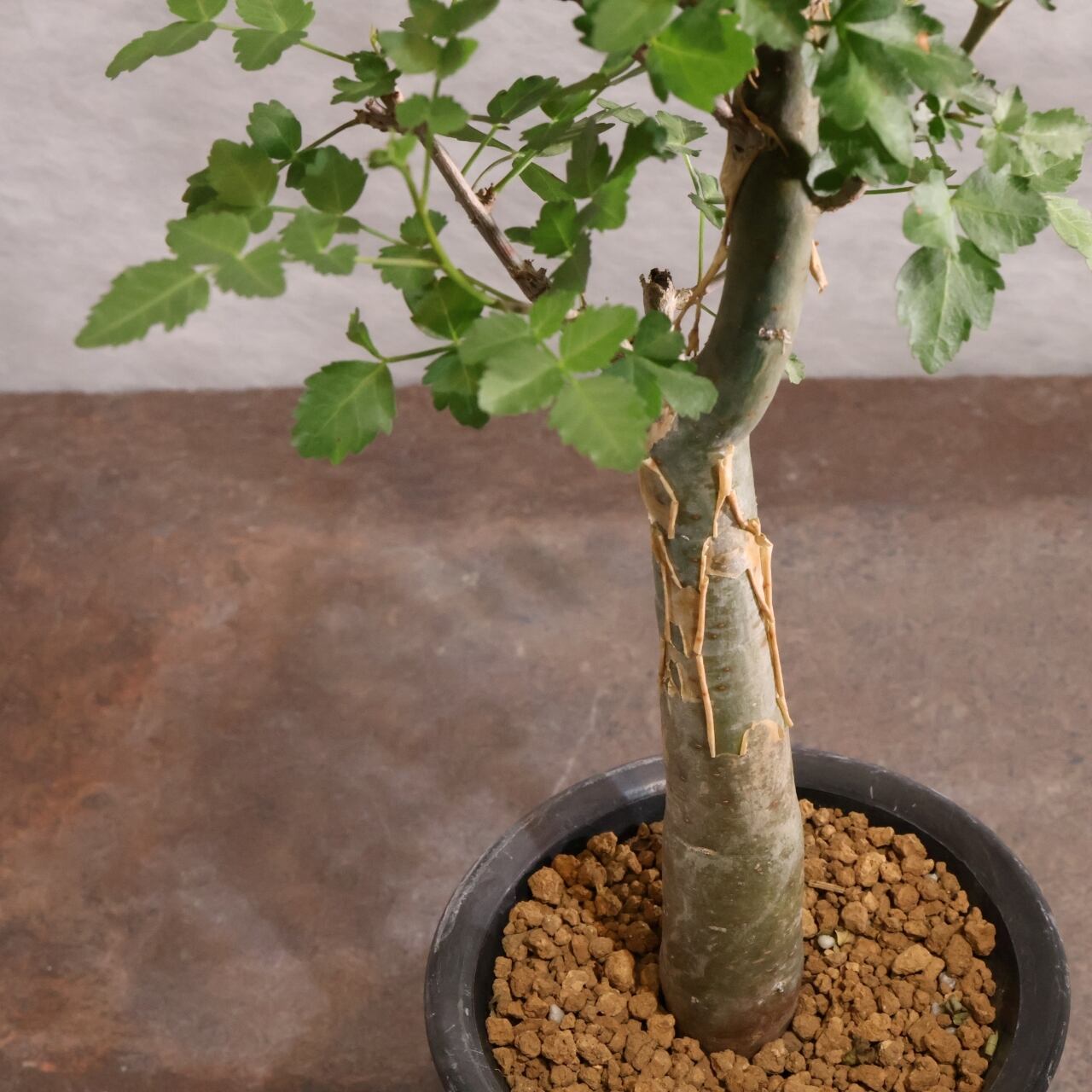 313 剥ける樹皮が魅せる『ブルセラ ファガロイデス Bursera fagaroides