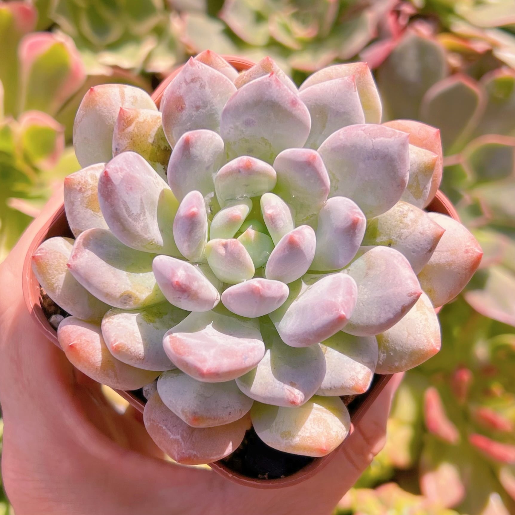 現物　アメジスチヌムxルビン(アイボリーピンク)#753   るる農園