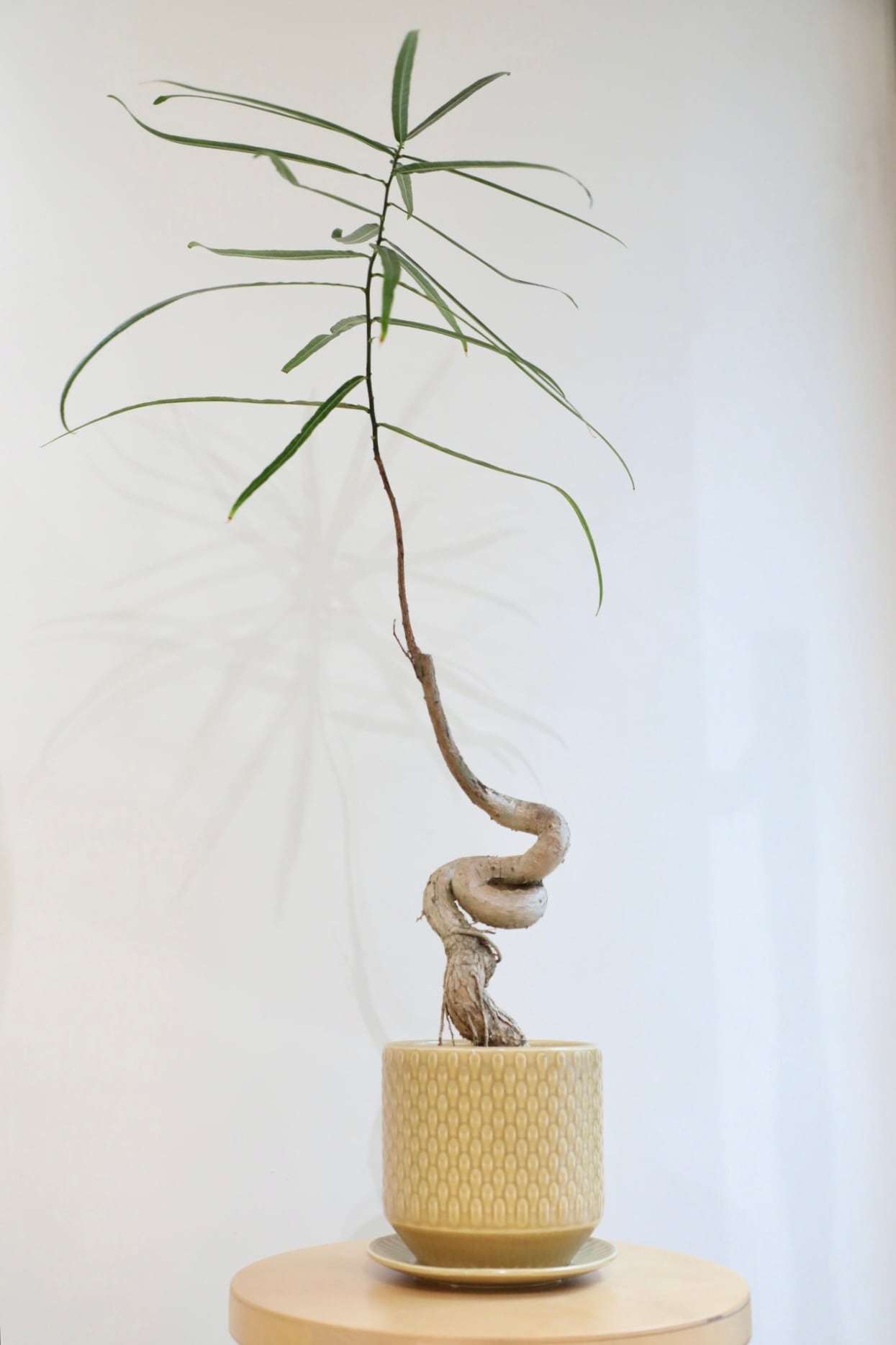 M】チランジア カーリースリム/Tillandsia Curly Slim ※ウッドポット