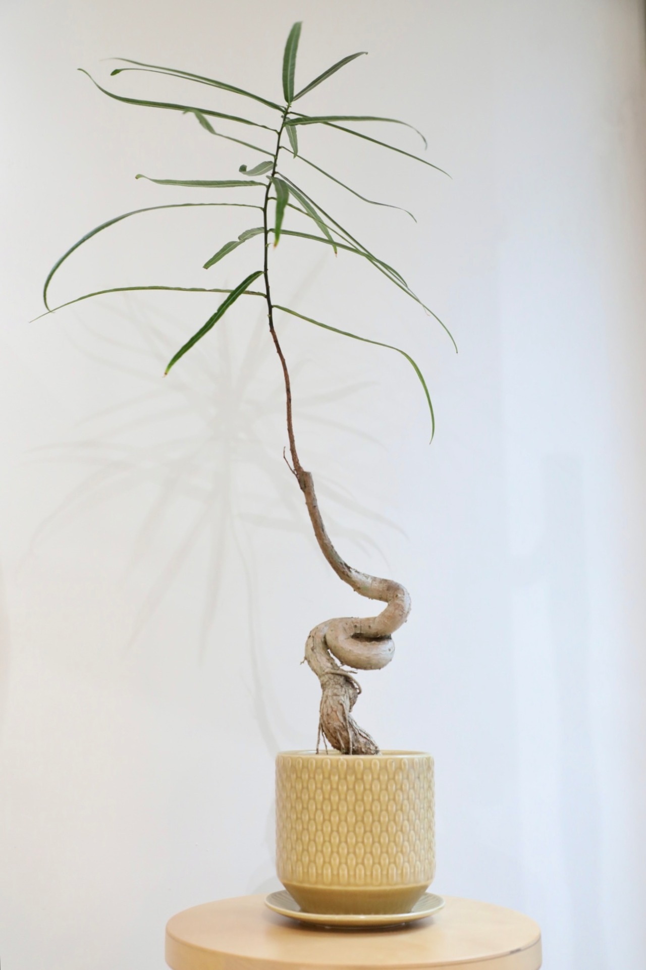 【M】ボトルツリー/Brachychiton rupestris　※陶器鉢付き