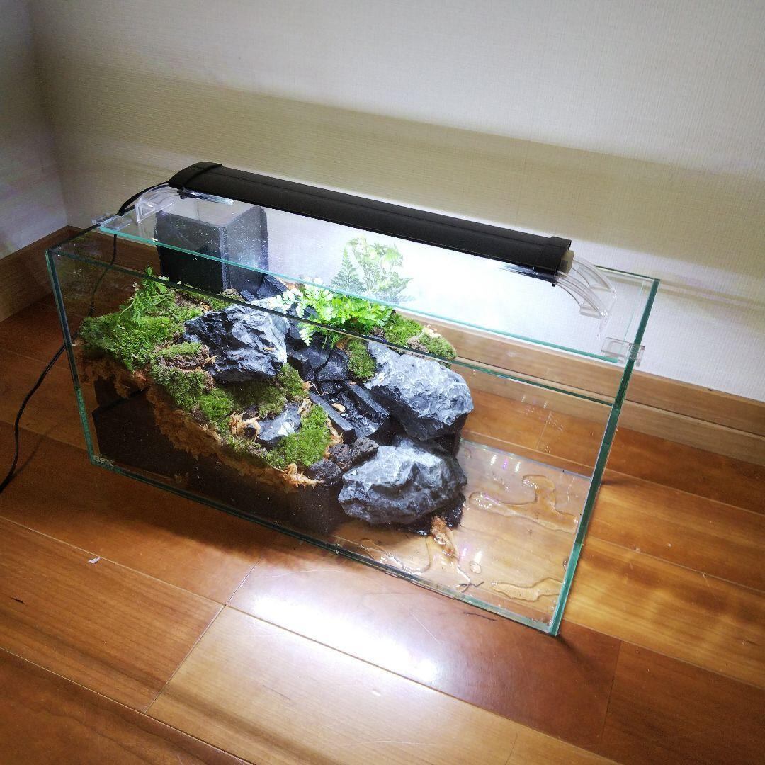 苔之介