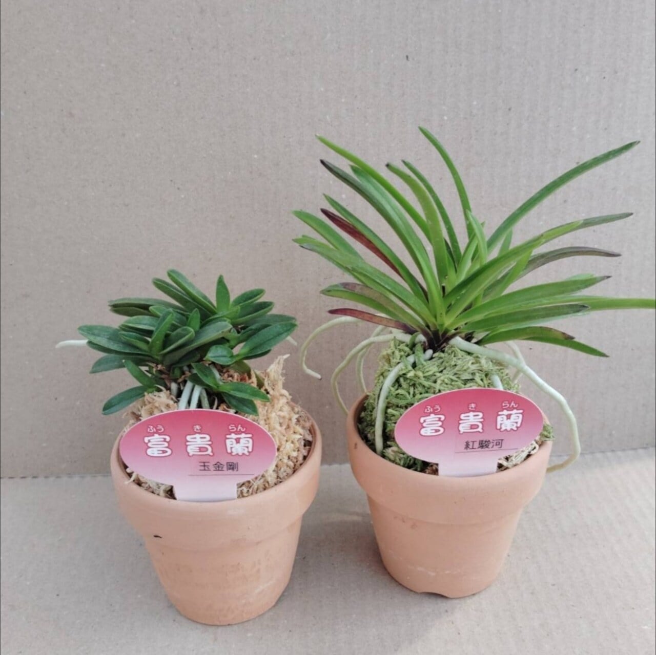 【値下げ】もうすぐ終了、期間限定！風蘭(フウラン)　まとめ売り　早いもの勝ち 風蘭(フウラン) おまかせ8種セット(初心者向け) | COCORO