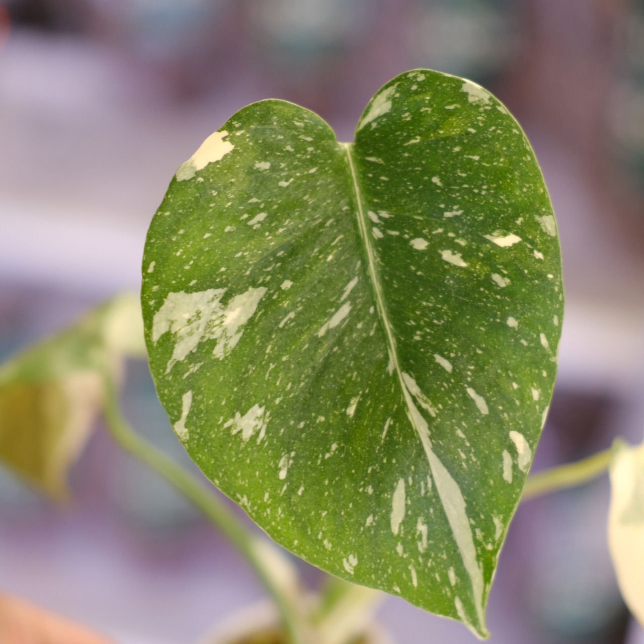 Monstera Thai Constellation｜モンステラ タイコンステレーション③｜観葉植物