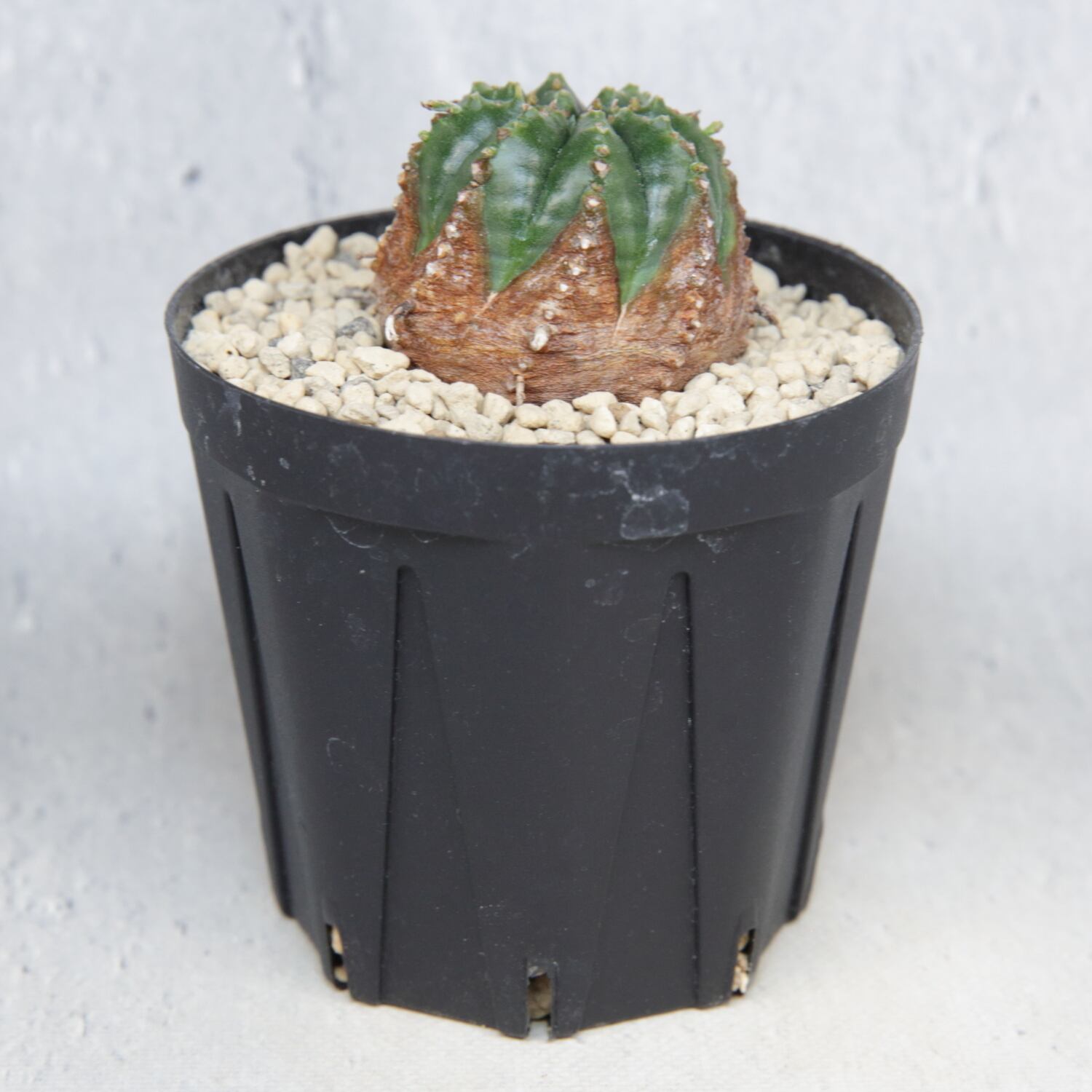 木質化 マイクロ オベサ / ユーフォルビア | LIGHTHOUSE.PLANTS - 海外