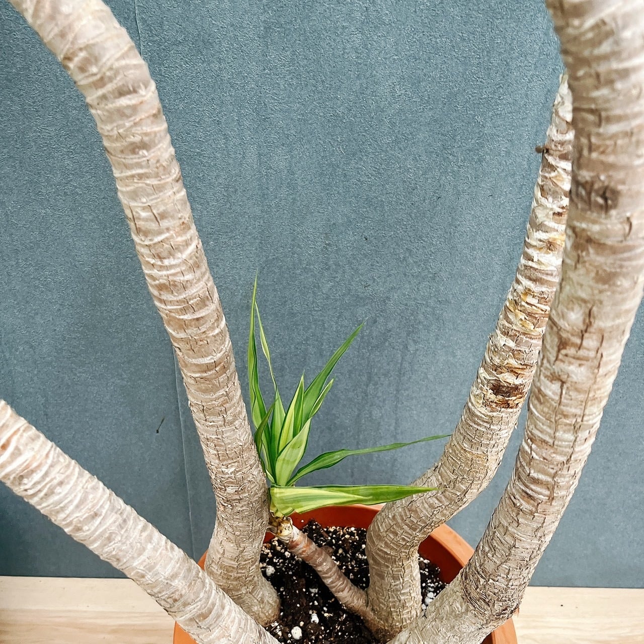 現品］1番 ユッカ エレファンティペス 斑入り 10号 観葉植物 室内 大型