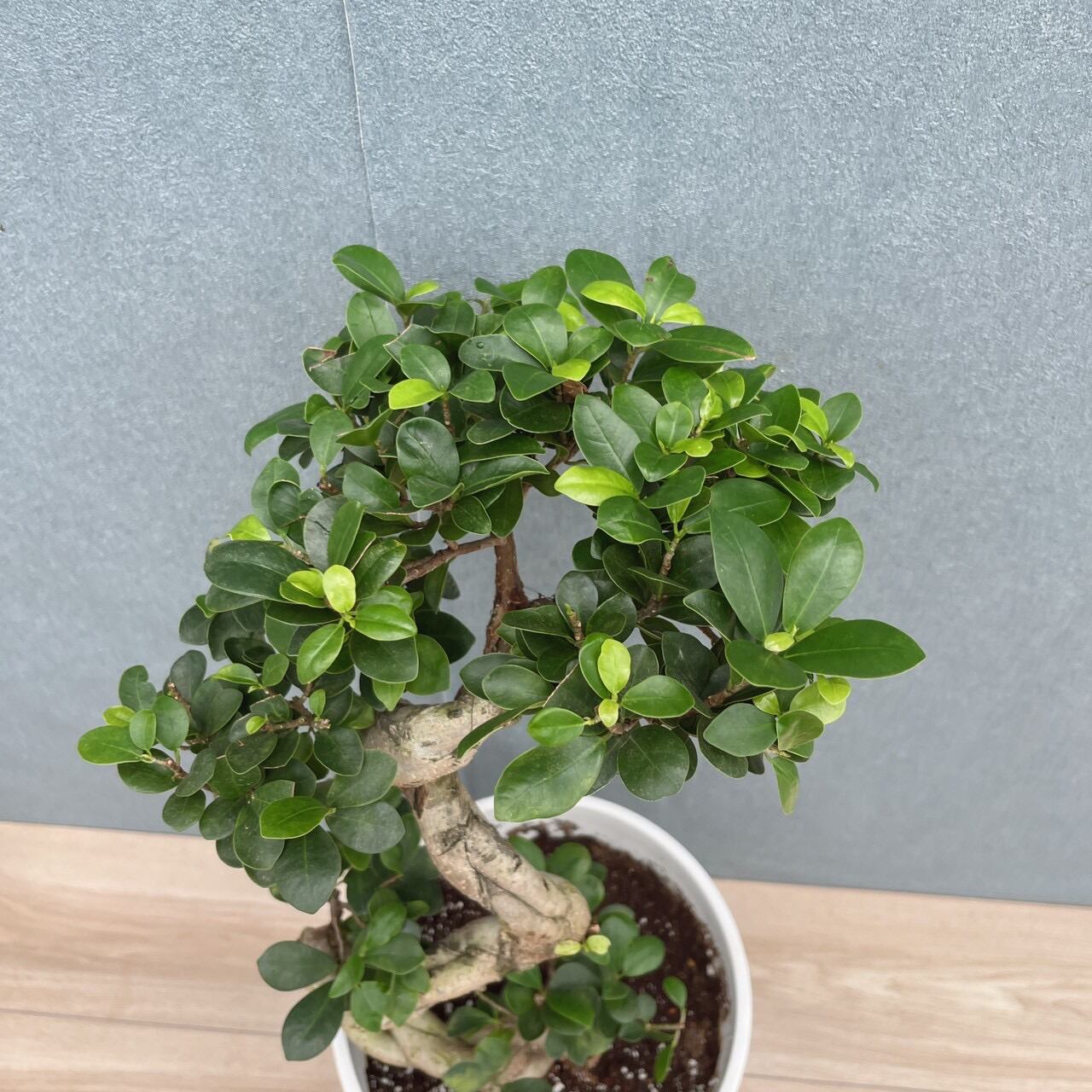 現品］【希少】7番 ガジュマル 曲がり 接木 8号 観葉植物 室内 レア