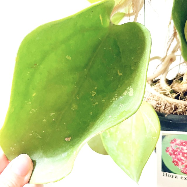 希少ホヤコレクション｜Hoya excavata（ホヤ・エクスカバータ）太陽園芸 × calm cafe