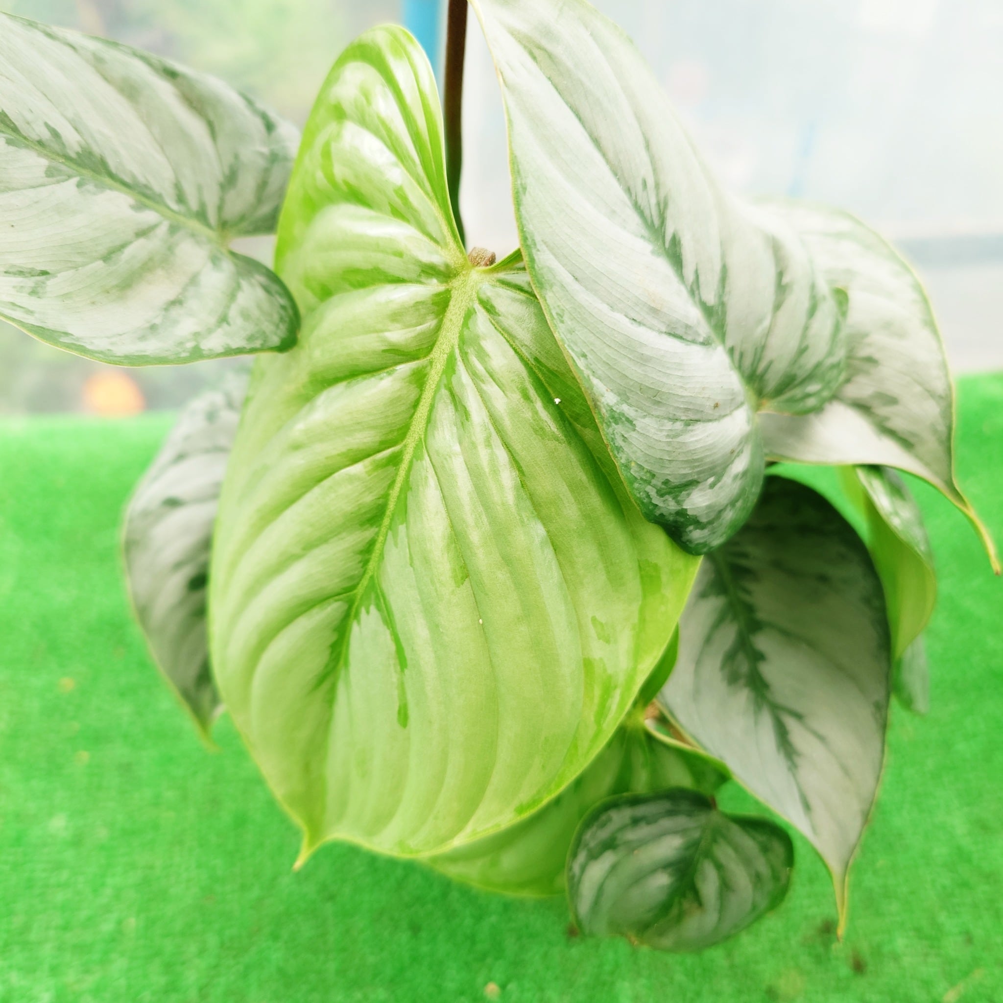 フィロデンドロン ソディロイ 4号鉢(鉢増し済み) 観葉植物 | ロゼッタ